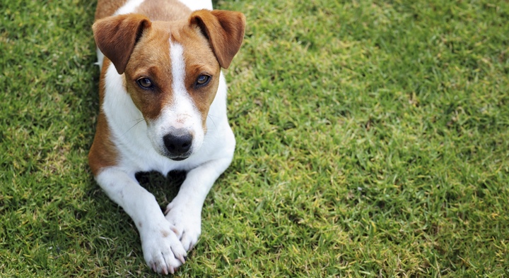 petstock