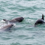 Dolphins, Atlantic Ocean, Myrtle Beach
