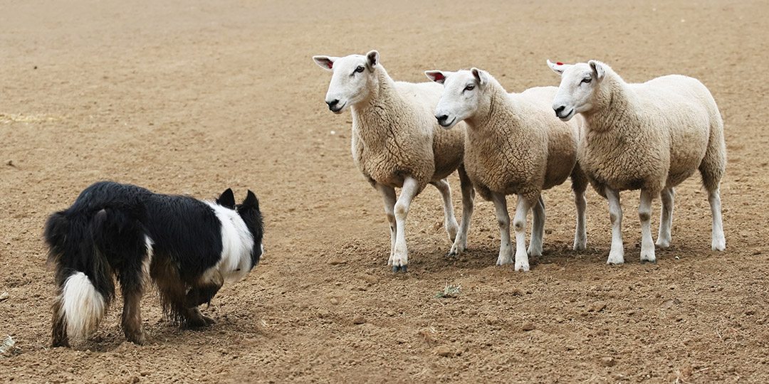 Border Collie herding three sheep