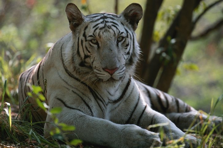 White Tiger