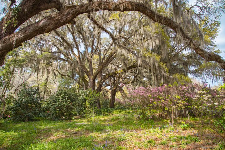 Brookgreen Gardens
