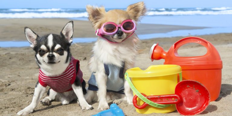 Top 5 Dog Friendly Places in Myrtle Beach - Oceana Resorts