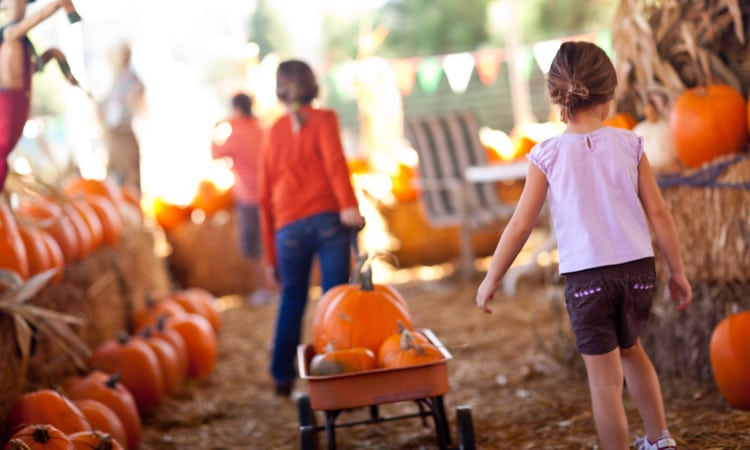 Kids pulling wagon of pumpkins