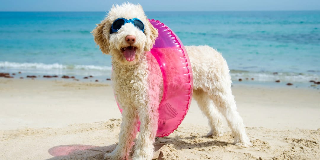 Dog Friendly Places In Myrtle Beach